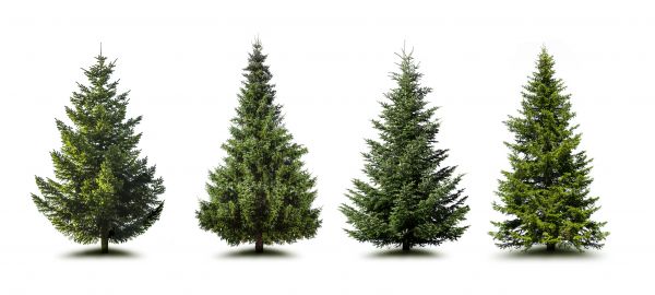 Cost of Pine Tree Trimming in Coeur D Alene
