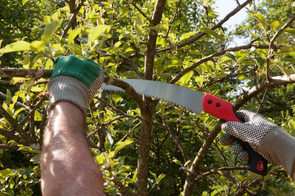 Apple Tree Trimming in Coeur D Alene